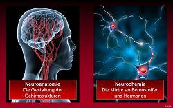 Gehirn und Neuronen