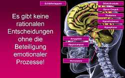 Gehirnforschung: Neuromarketing-I-3