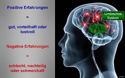 Limbisches System visualisiert