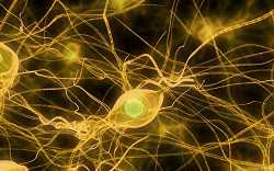 Neuronen