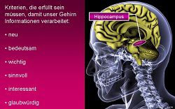 Hippocampus visualisiert