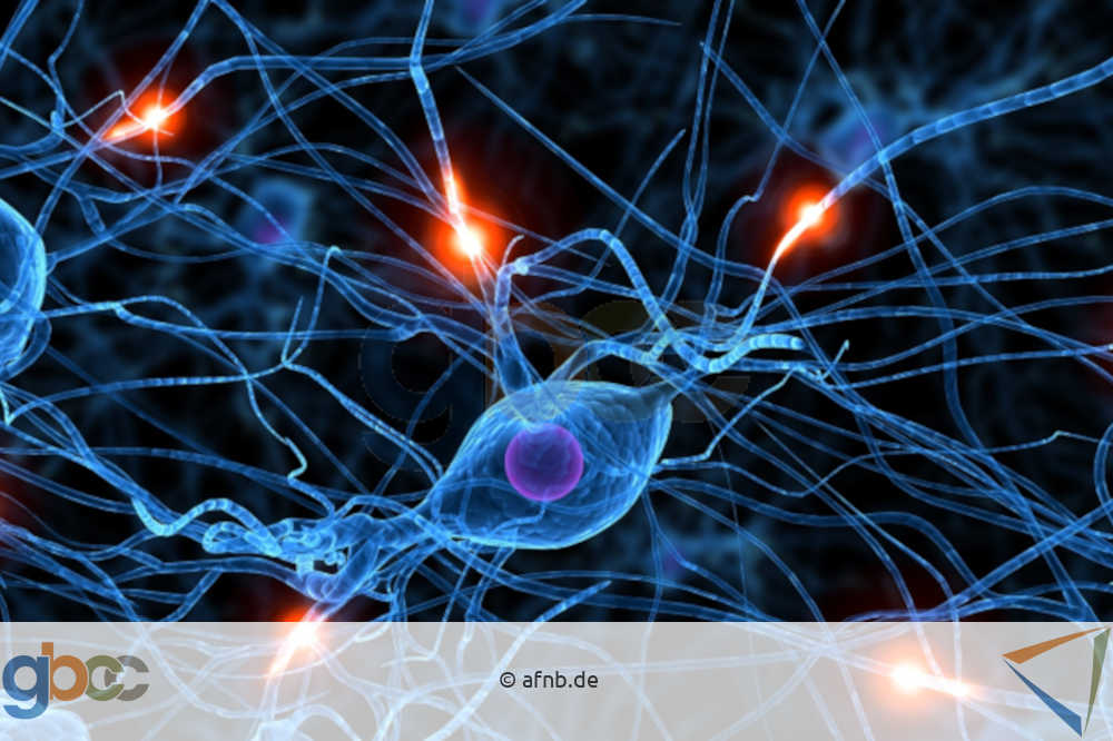 Neuronen