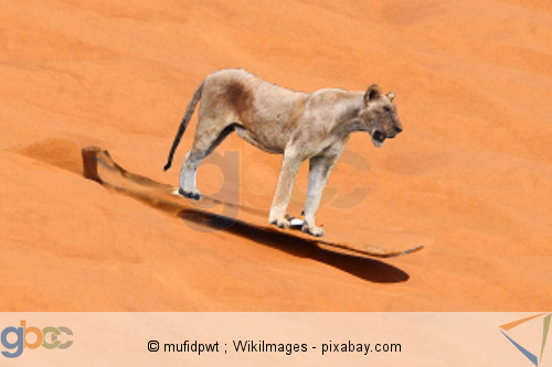 Löwe Sandsurfen