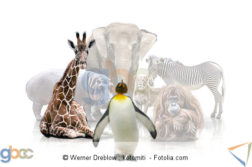 Tiere Sammlung. Giraffe und Pinguin hervorgehoben